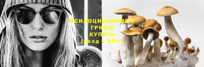 Псилоцибиновые грибы Psilocybe  Абинск 